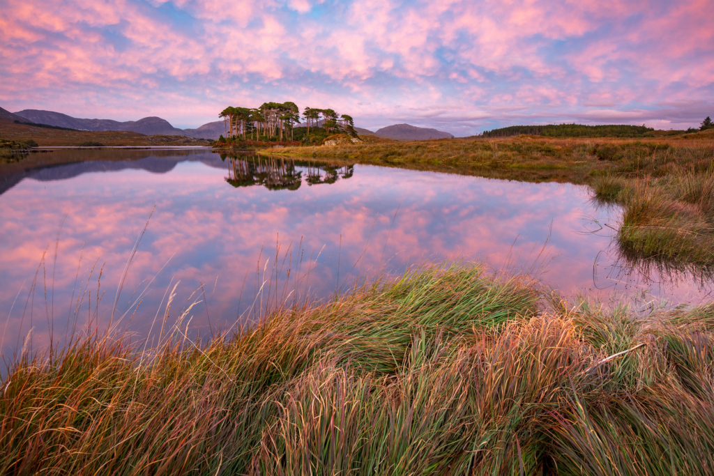 A calm lake reflects a cluster of trees and a colorful pink and purple sky, surrounded by grassy banks and distant hills.